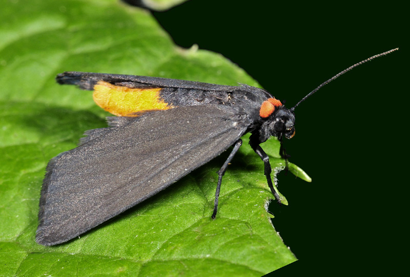 Alcune specie da Vezza d''Oglio